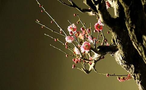 ���꼶÷��������