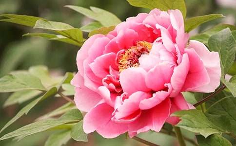 墨色牡丹作文800字