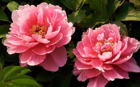 ĵ������300��