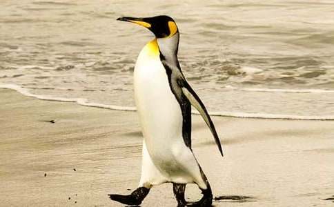 巴布亚企鹅作文800字