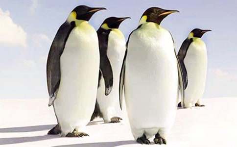 ʵ�õ��������600��