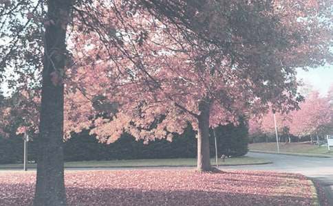 �＾ɭ�ַ���㲥��