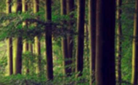 ũ��Сѧɭ�ֲ�ԭ�����Ӧ��Ԥ��