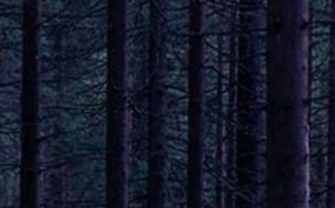 ��ɭ�ֹ�԰�ռ�