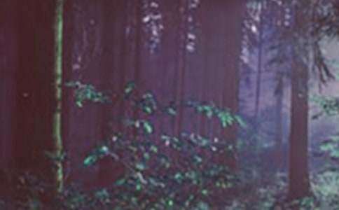 森林动物作文400字集锦6篇