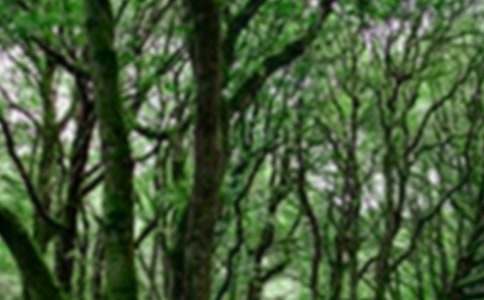 世界森林日宣传标语