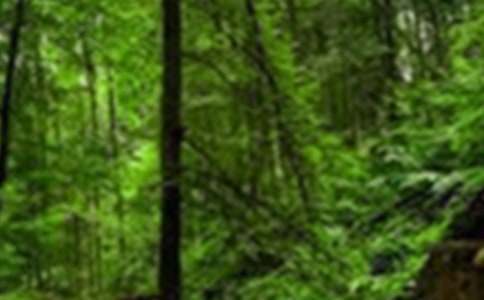 ɭ�ַ����ĵ����(����15ƪ)