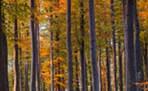 森林作文400字三篇