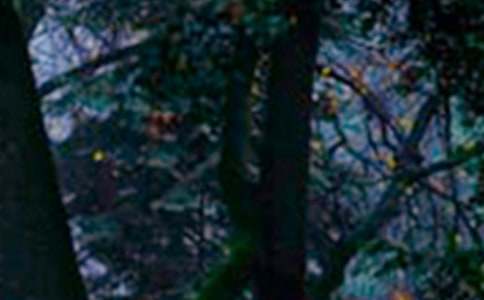 ɭ�ַ�����������