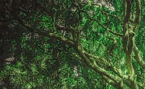 森林防火作文800字