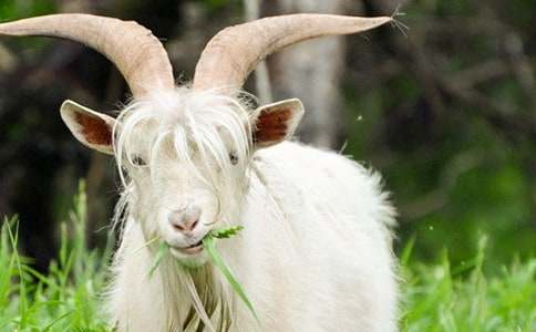 ɽ�򲻳����òݶ����15ƪ