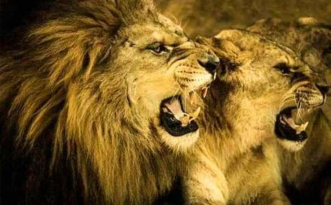 三年级狮子作文汇编6篇