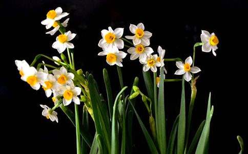 【精品】水仙的作文600字四篇