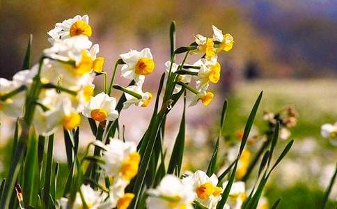 水仙花二年级作文