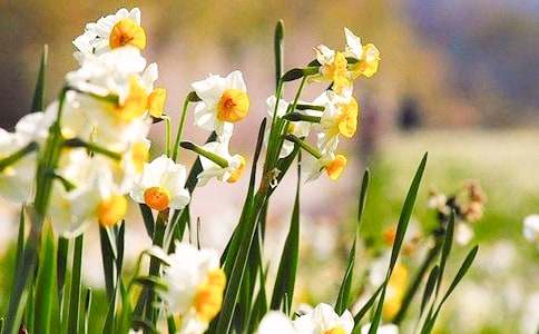 水仙花三年级作文