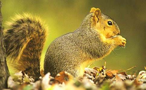 ��ѡ���꼶�������Ľ�����ƪ