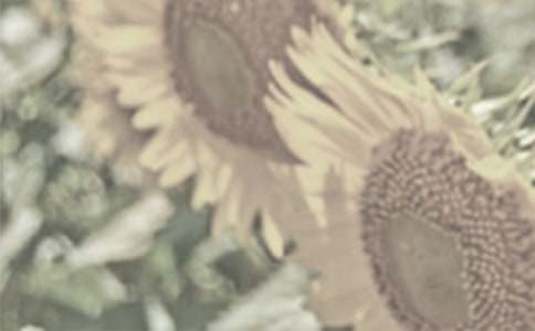 ���������̫����Ů�����и�11ƪ