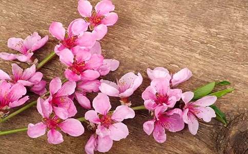 三年级桃花作文