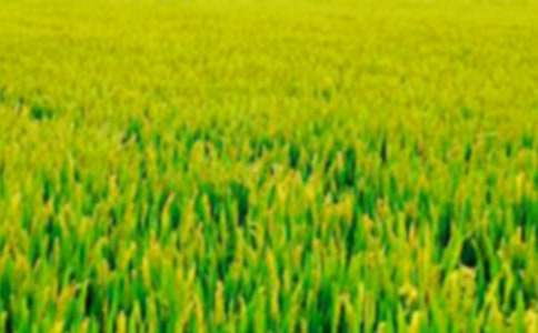 美丽的田野写景作文15篇