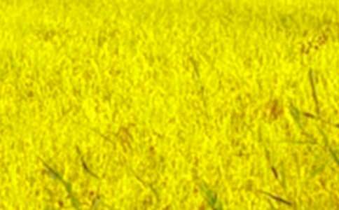 ��ѡ���꼶��Ұ����300��4ƪ