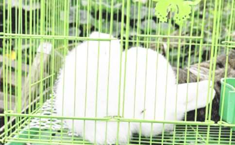 五年级兔子的作文合集十篇