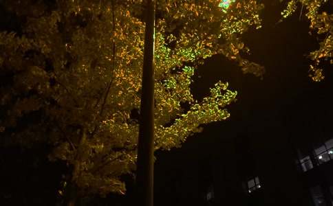 2024年简单的温暖的晚安问候语汇编52条