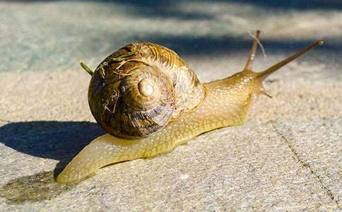 有关蜗牛四年级作文汇总十篇