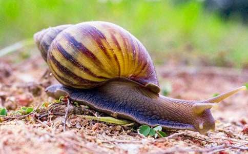 ��ţ���꼶����3ƪ