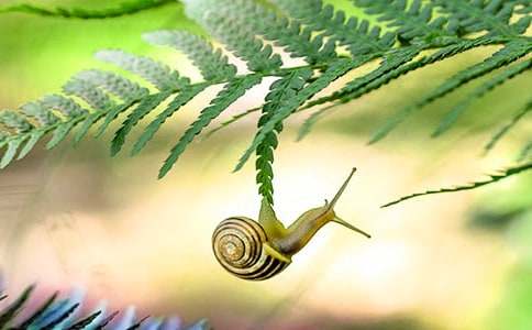 蜗牛观察日记通用15篇