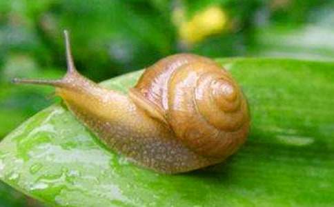 【精选】蜗牛四年级作文锦集10篇