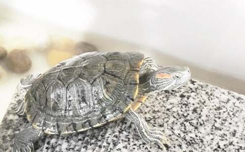 精选三年级乌龟的作文合集七篇