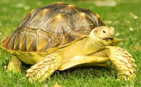 小乌龟作文500字