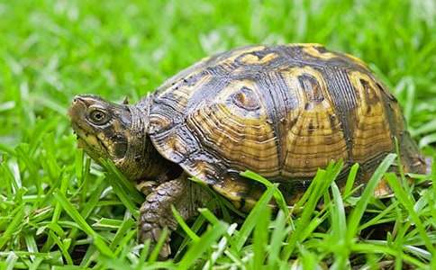 乌龟作文300字(共3篇)