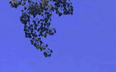 优美的午安QQ问候语合集74句