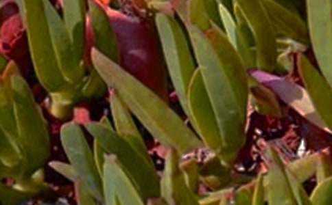 经典治愈午安祝福语汇总(精选60句)