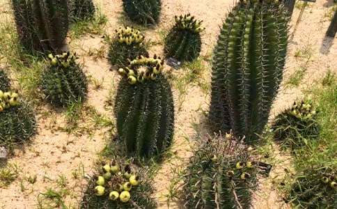 ���������꼶���ĺϼ�10ƪ