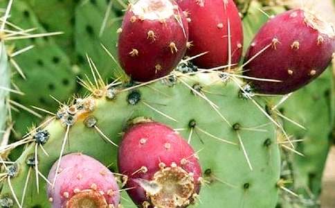 仙人掌日记模板汇总9篇