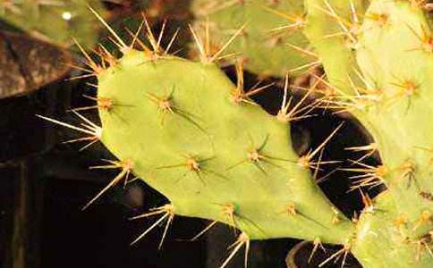 �����������ռǷ��ļ���10ƪ