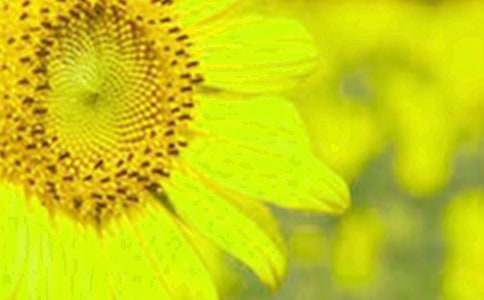 ���տ����꼶����ʮƪ