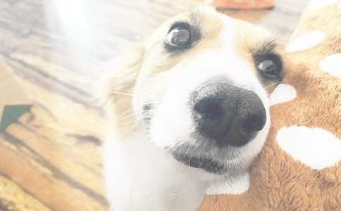 ���ر�����ϲ��С��������300�ְ�ƪ