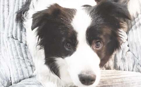 关于我喜欢的小狗作文400字集锦7篇