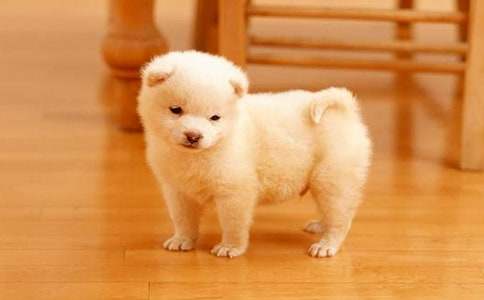 ���Ƽ�����ϲ��С��������300��10ƪ