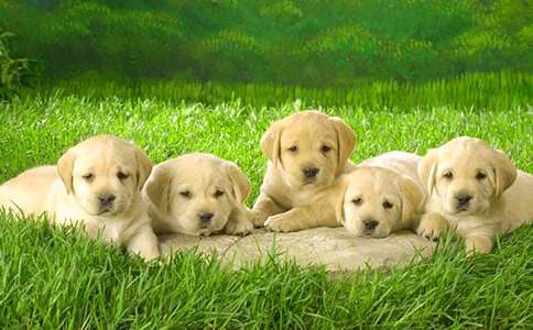 有关我家小狗作文400字汇编八篇