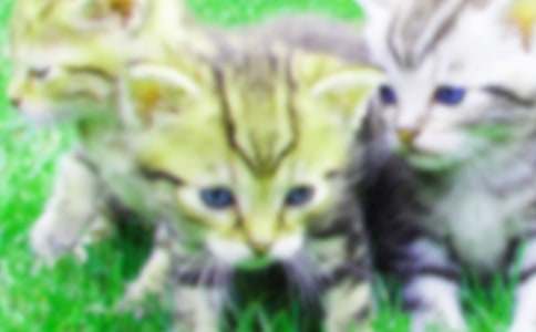 有关小猫咪作文400字5篇