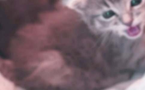 ����ѡ��Сè������300�ֻ���ʮƪ