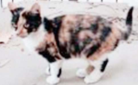 ����ѡ���ɰ���Сè������400�ֺϼ���ƪ