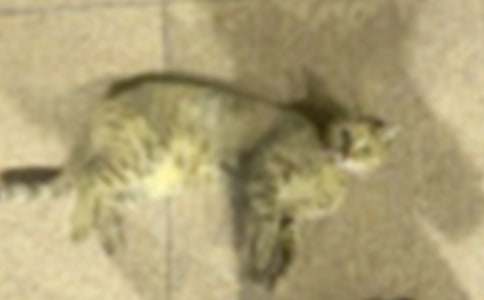 �ҵ�Сè������400��10ƪ