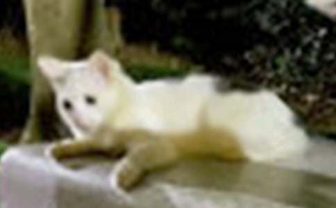 ��������Сè���꼶���ģ���ѡ98ƪ��