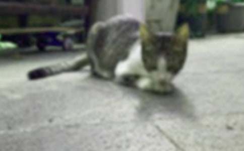 【必备】小猫咪作文400字六篇