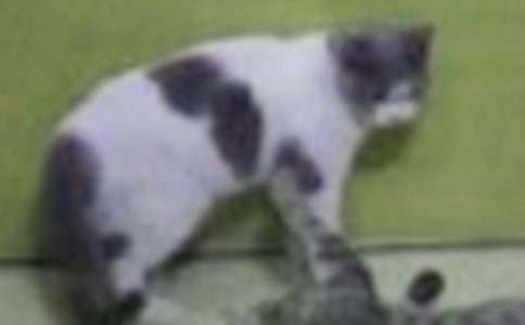 �ҵ�Сè������400��9ƪ